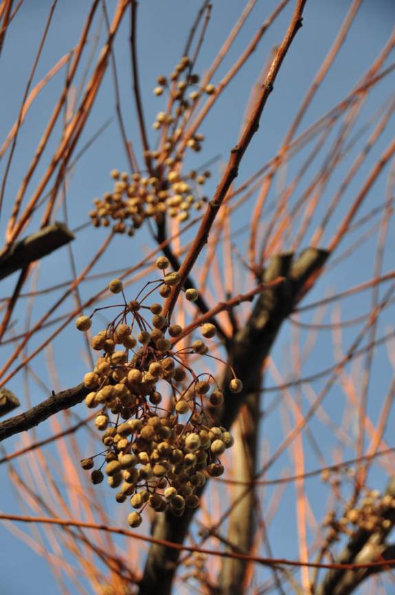 Árvore carregada na produtora de azeite Laur, em Mendoza, na Argentina